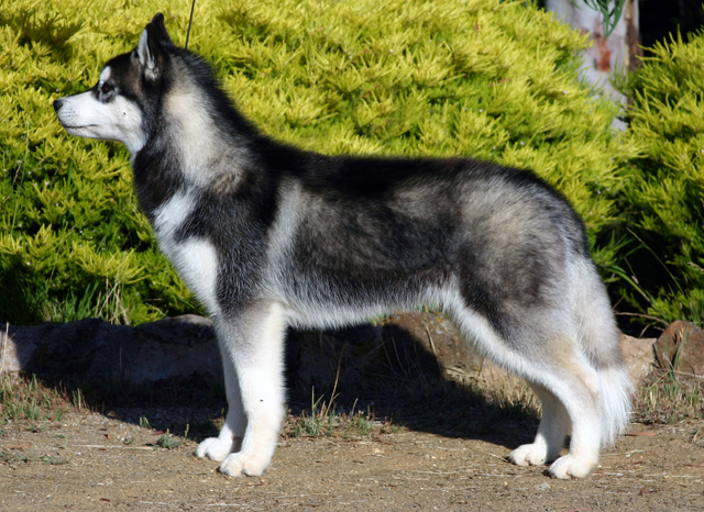 Husky Weight Chart